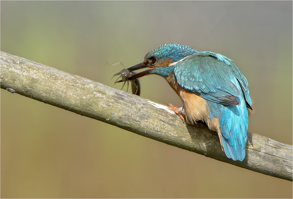 Eisvogel