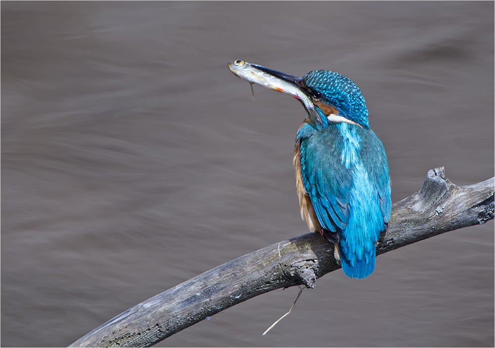 Eisvogel