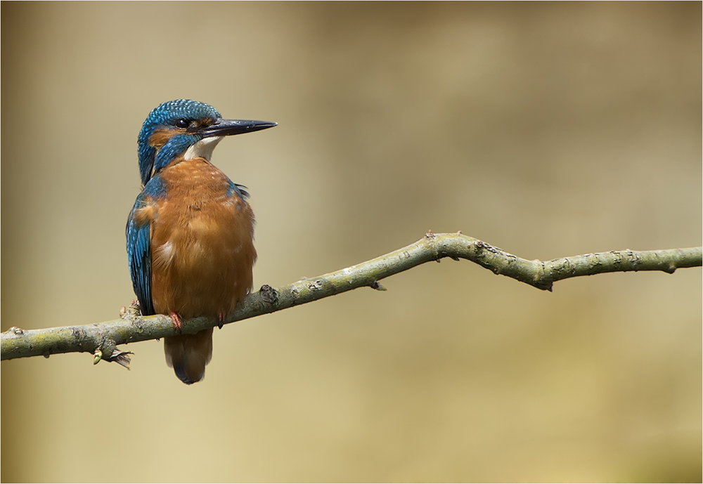 Eisvogel