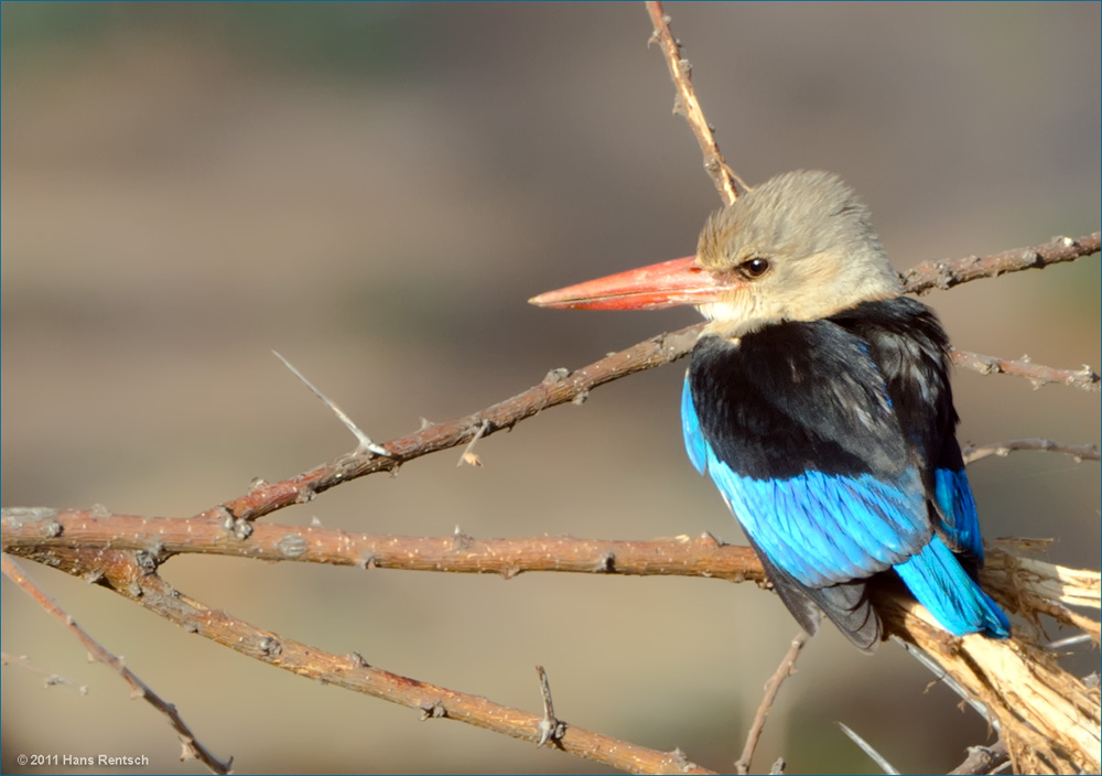 Woodland Kingfisher