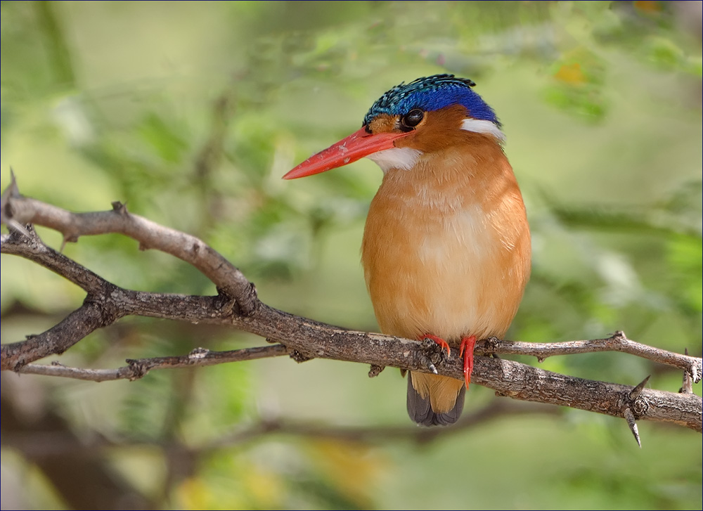 Malachite Kingfisher