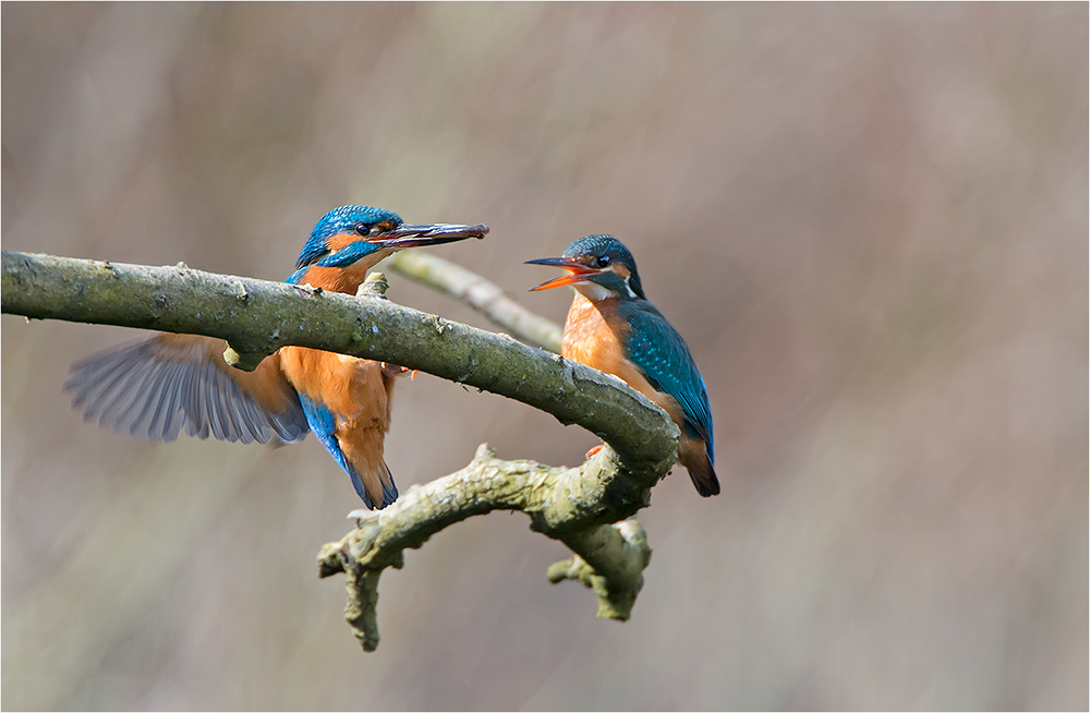 Eisvogel