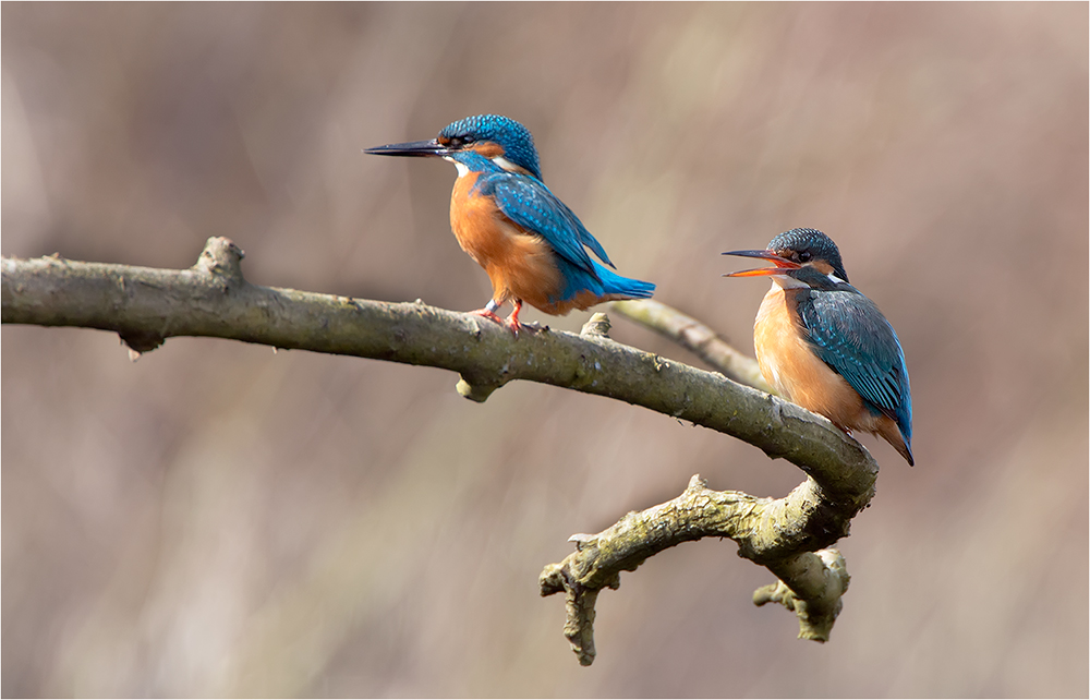 Eisvogel