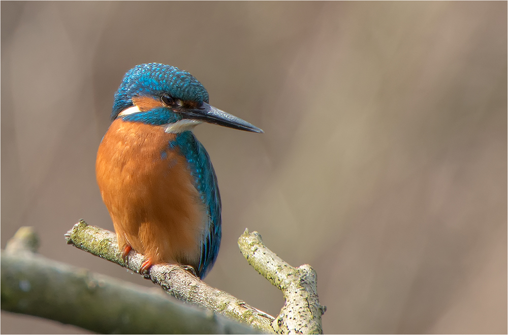 Eisvogel