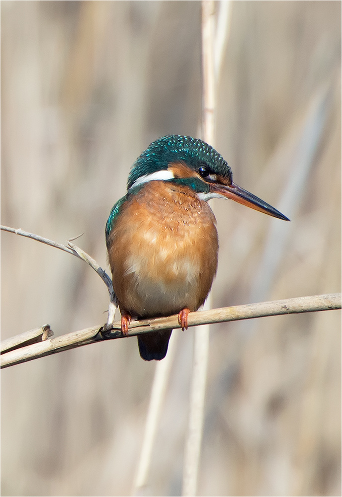 Eisvogel