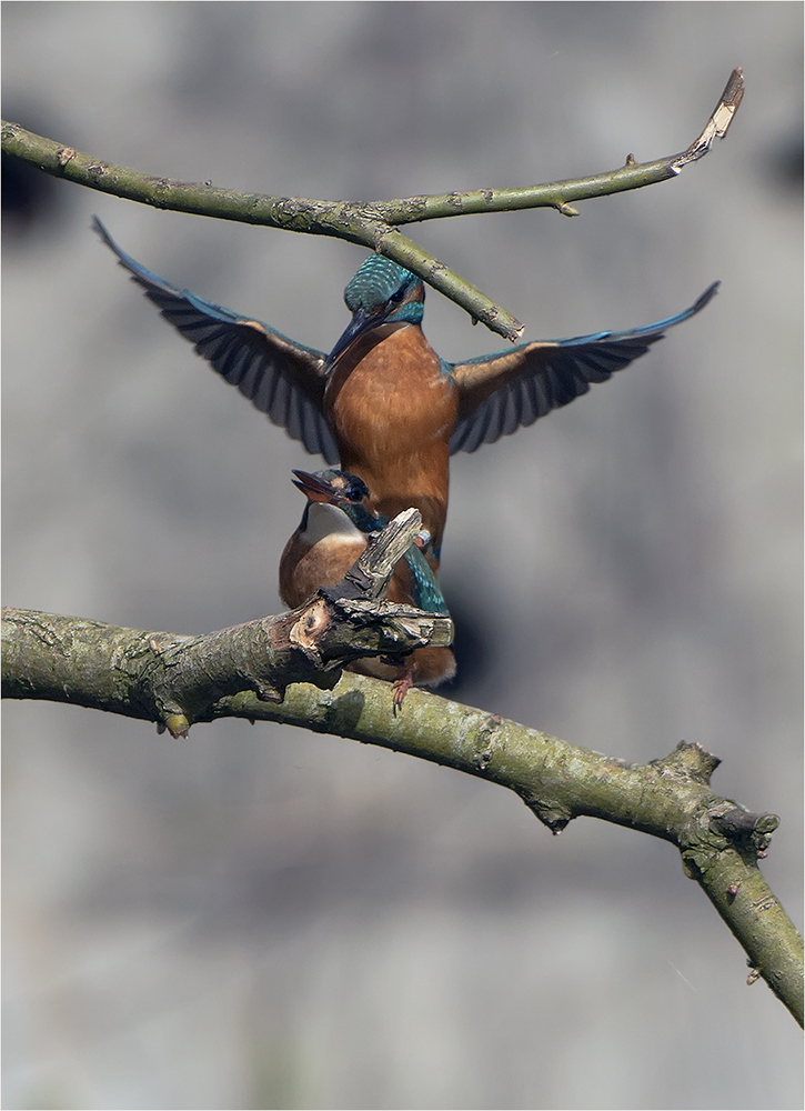 Eisvogel