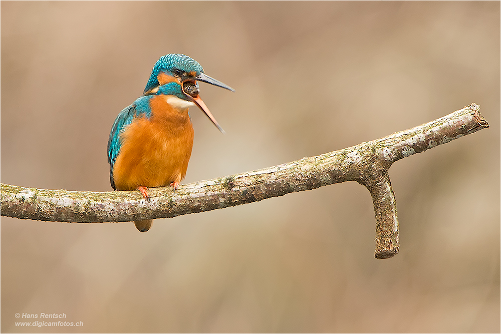 Eisvogel