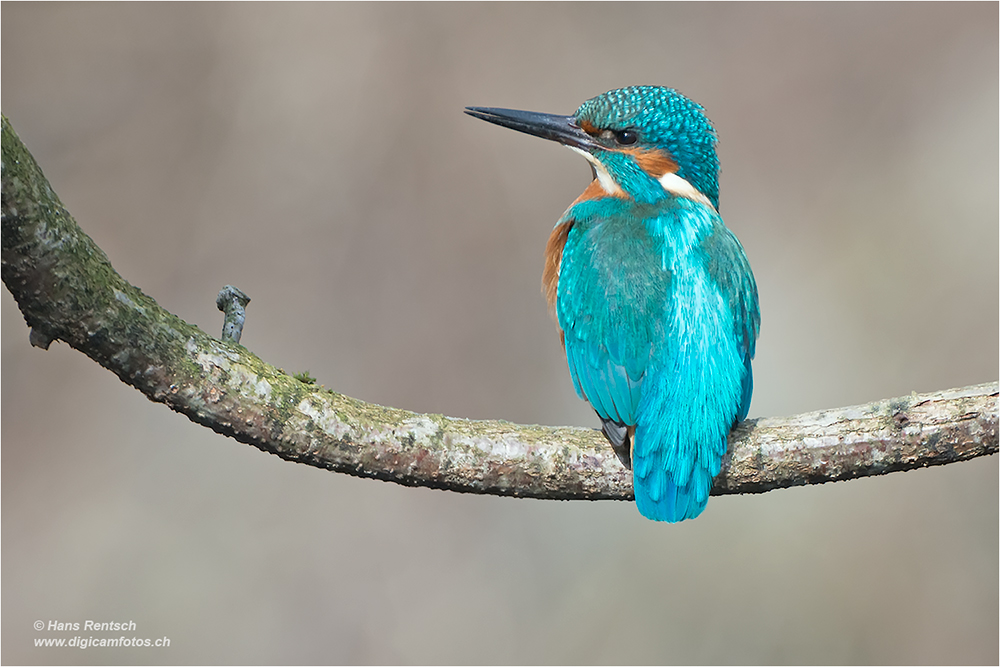 Eisvogel