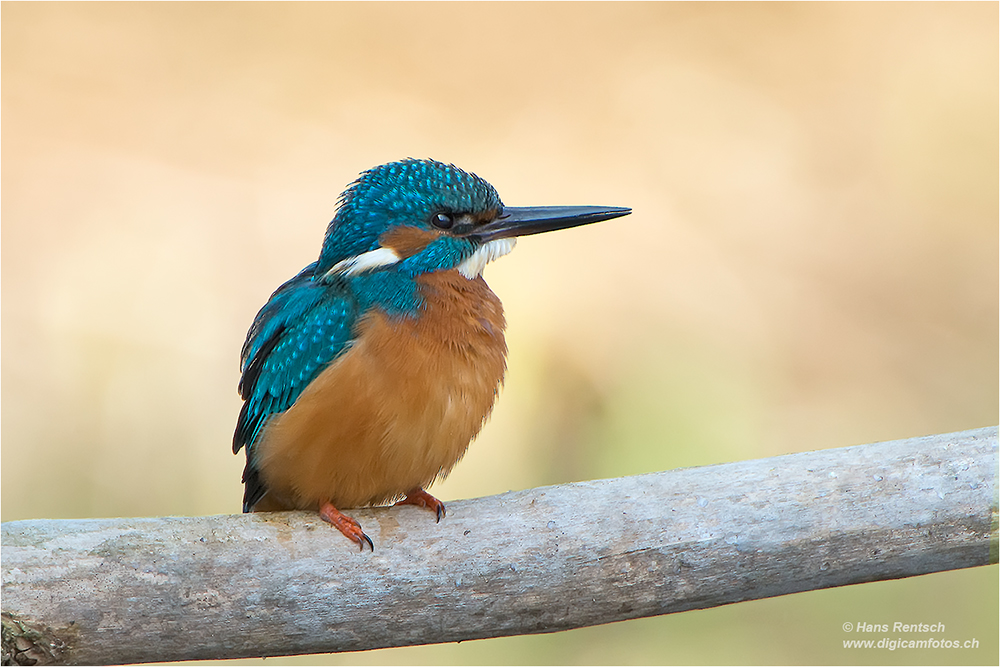 Eisvogel