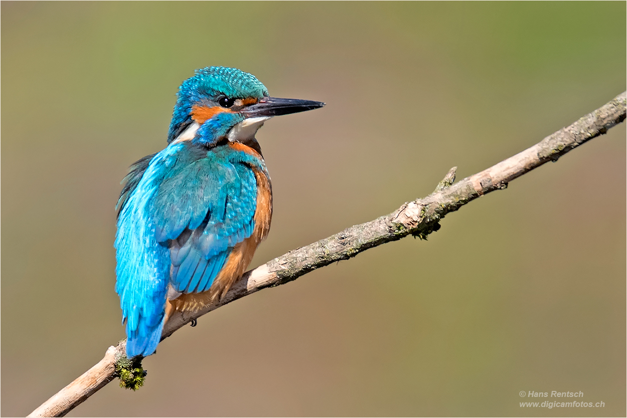 Eisvogel