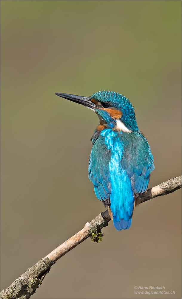 Eisvogel