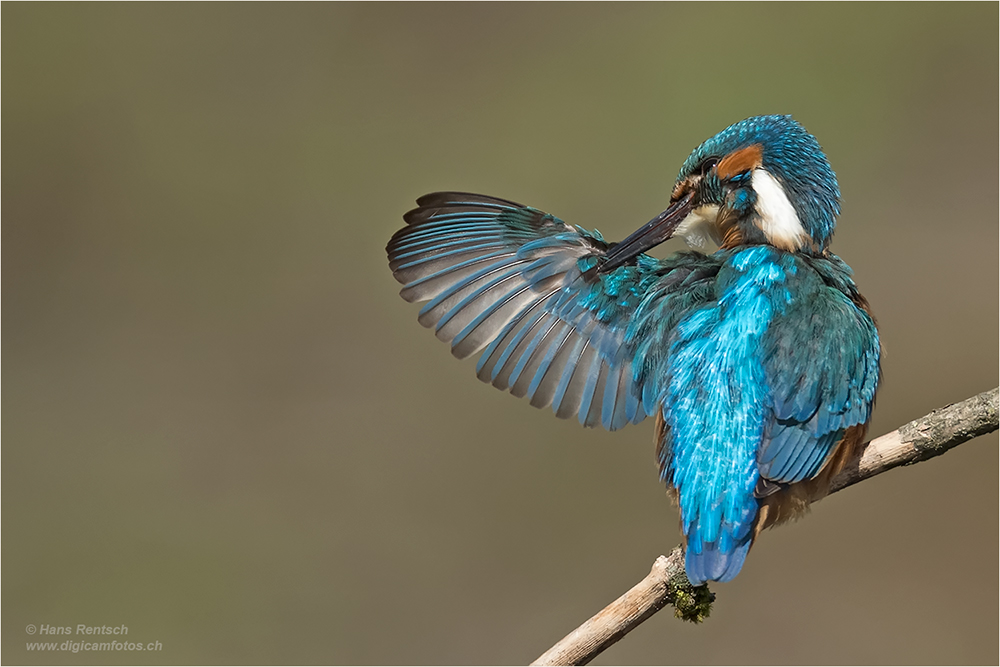 Eisvogel