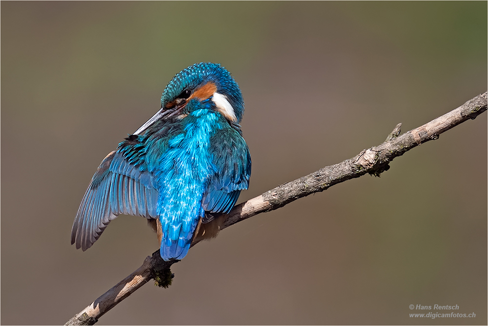 Eisvogel