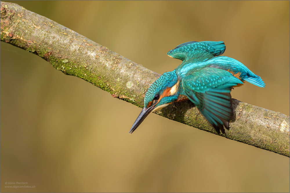 Eisvogel