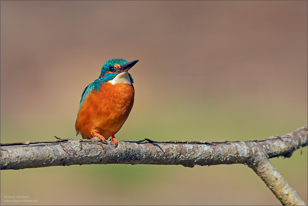 Eisvogel