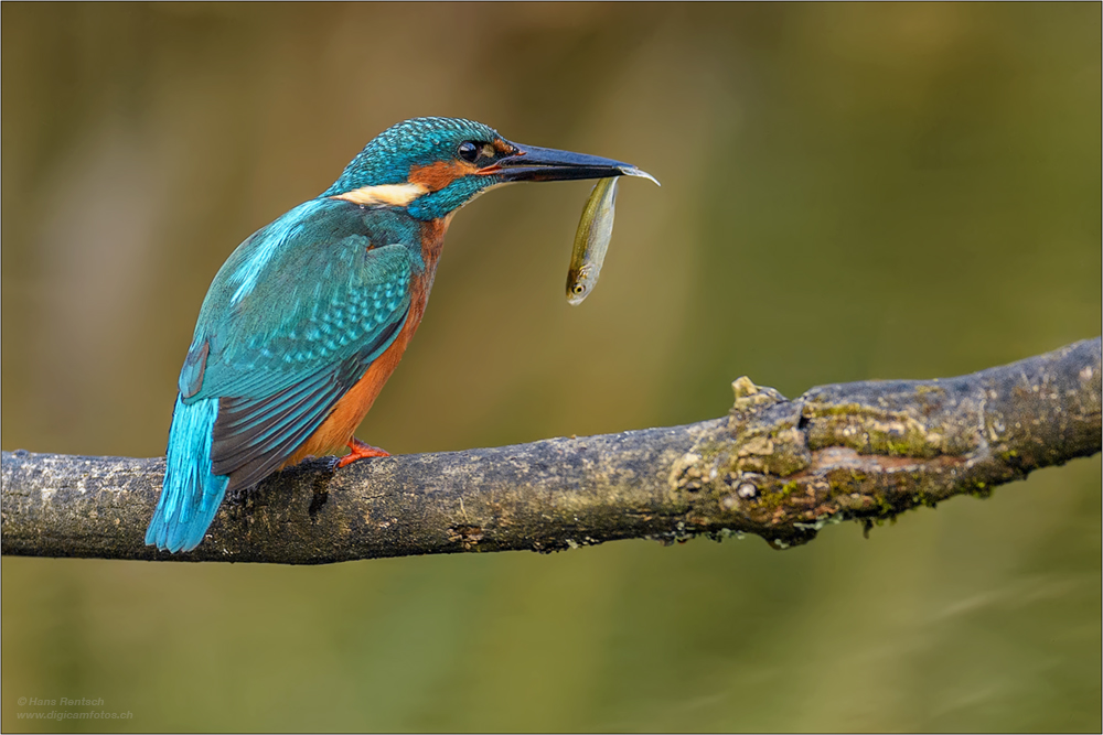 Eisvogel