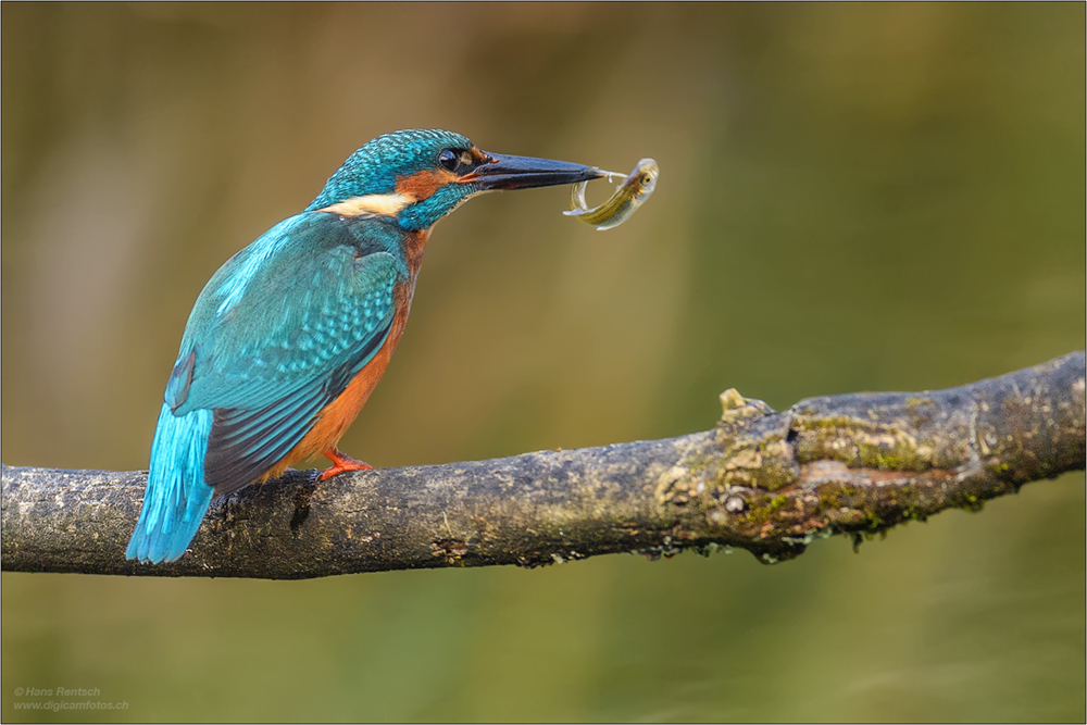 Eisvogel