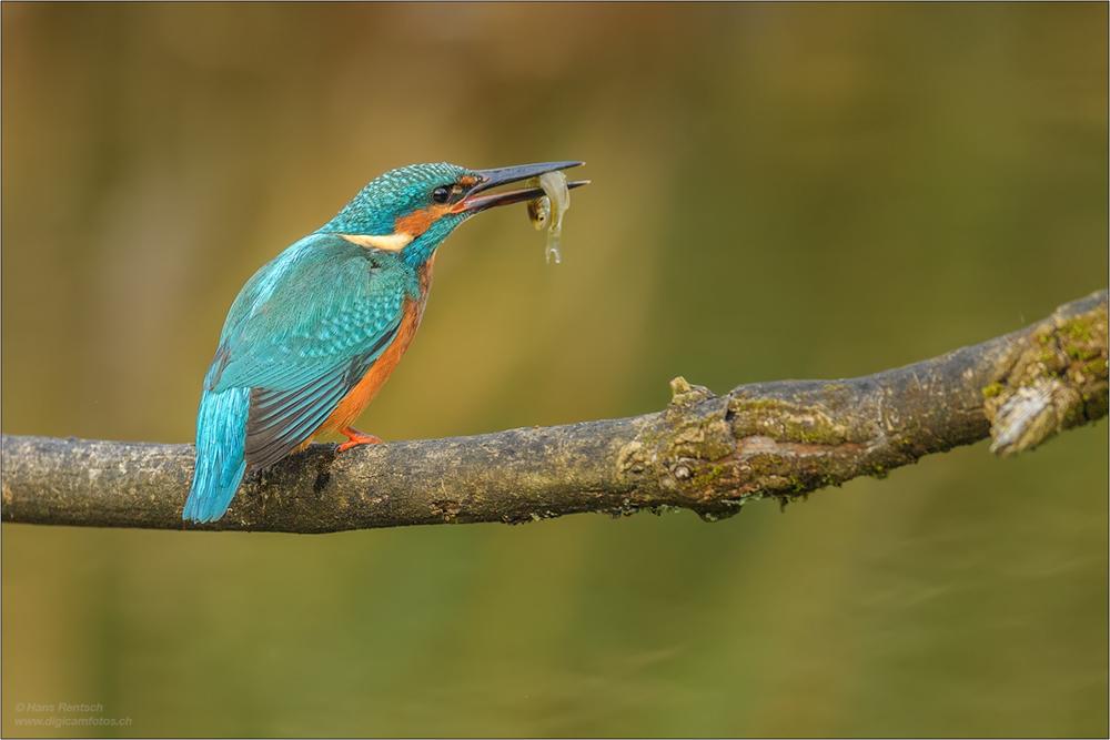 Eisvogel