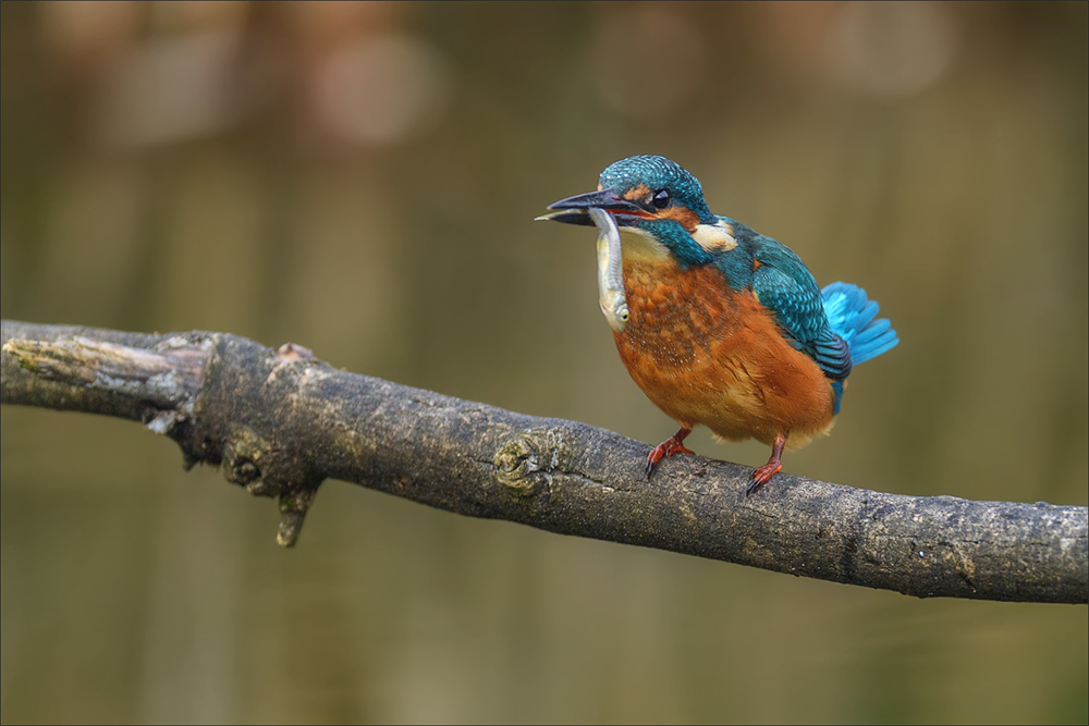 Eisvogel