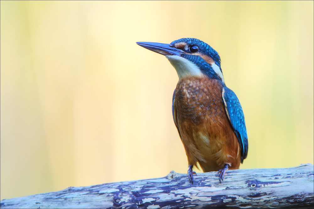 Eisvogel