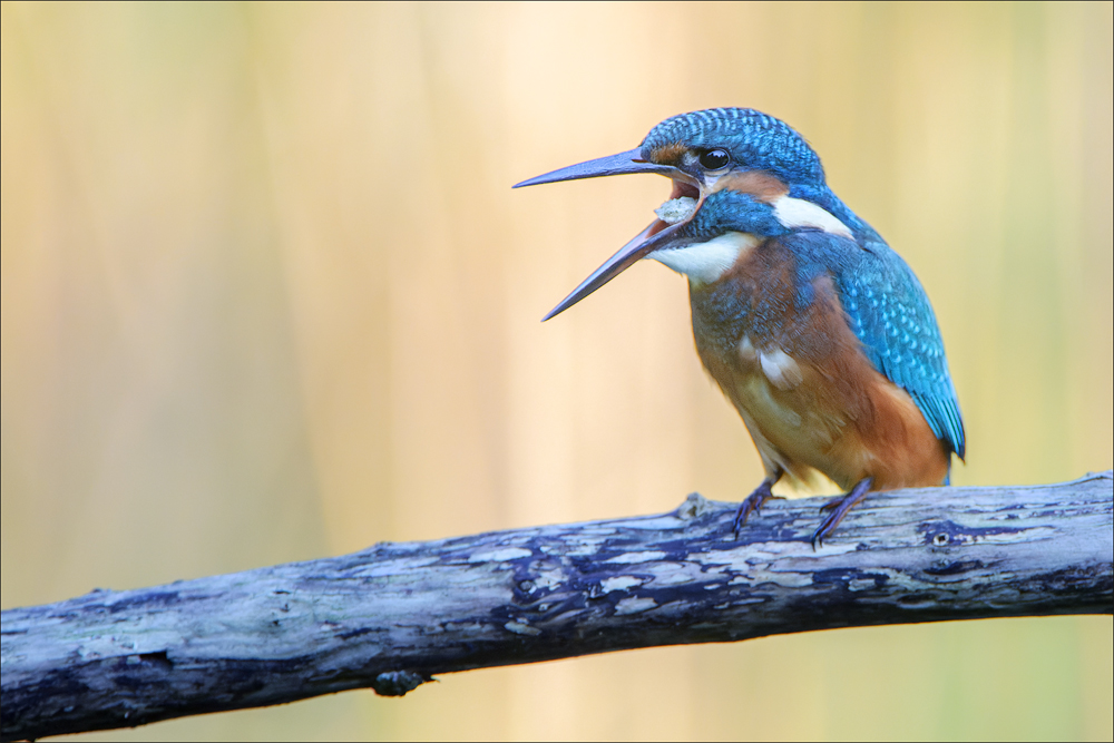 Eisvogel