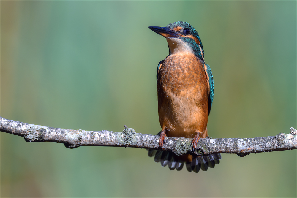 Eisvogel