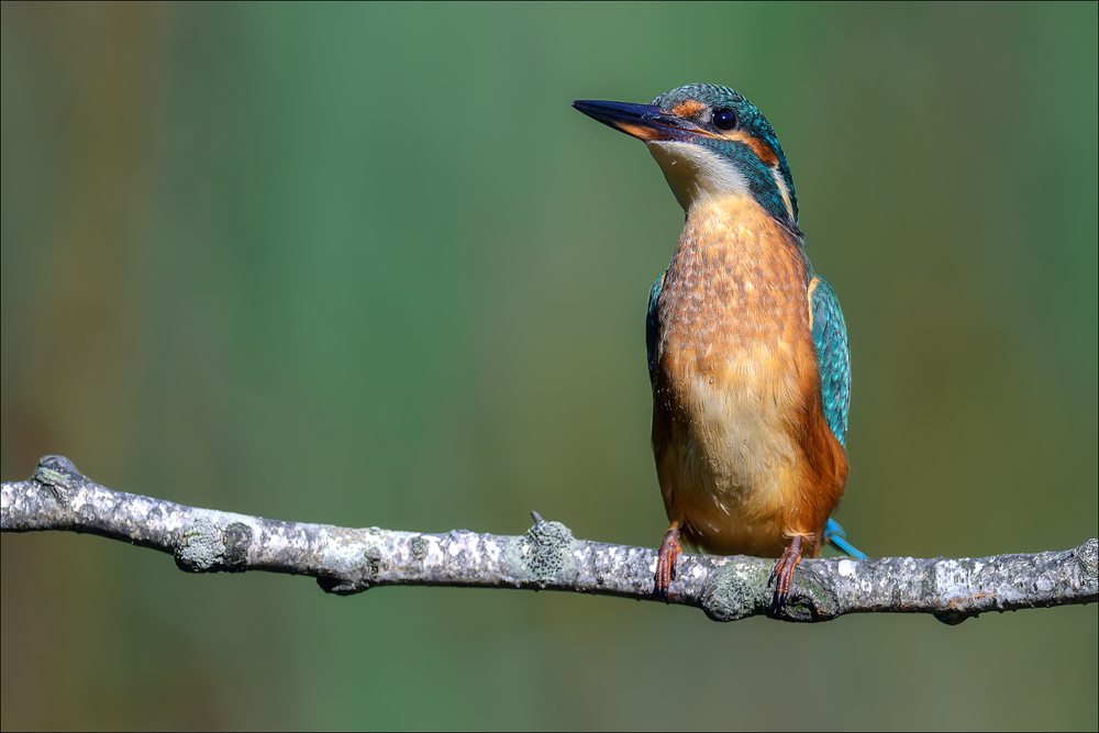 Eisvogel