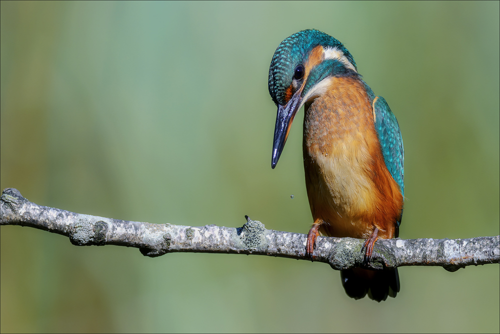 Eisvogel