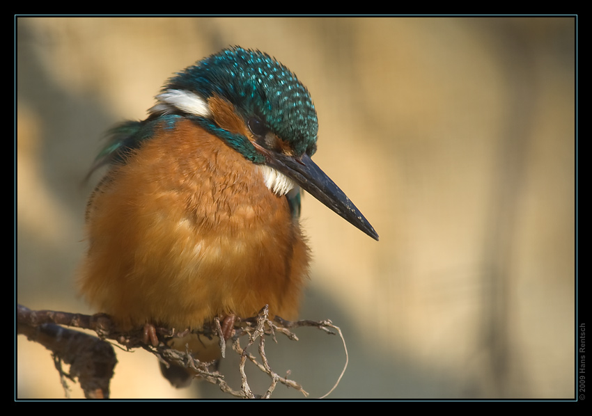 Eisvogel