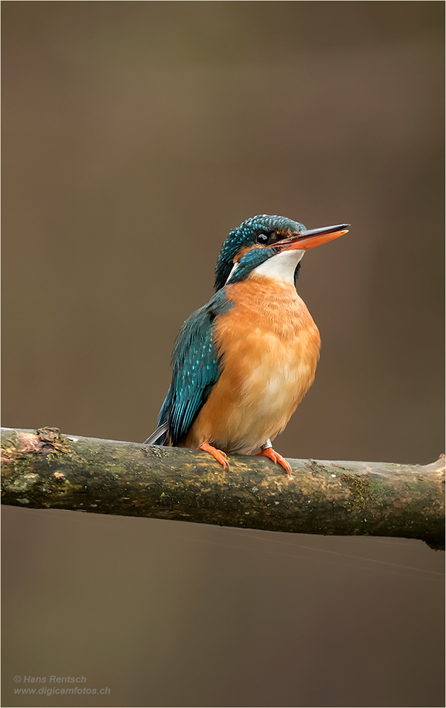 Eisvogel