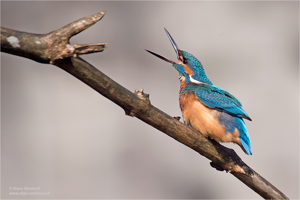 Eisvogel