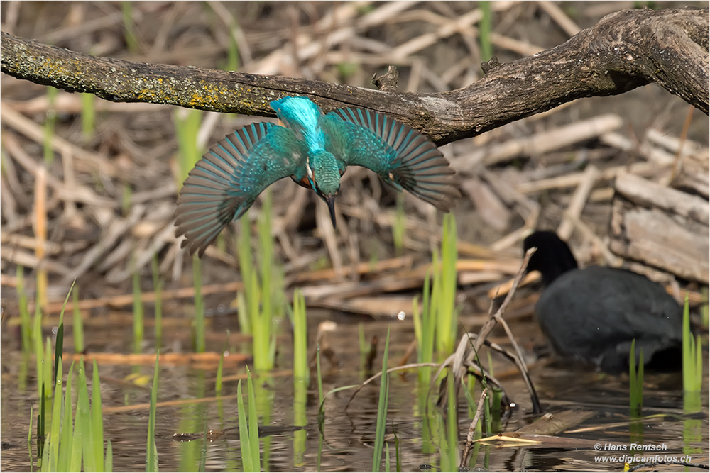 Eisvogel