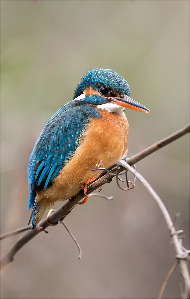 Eisvogel