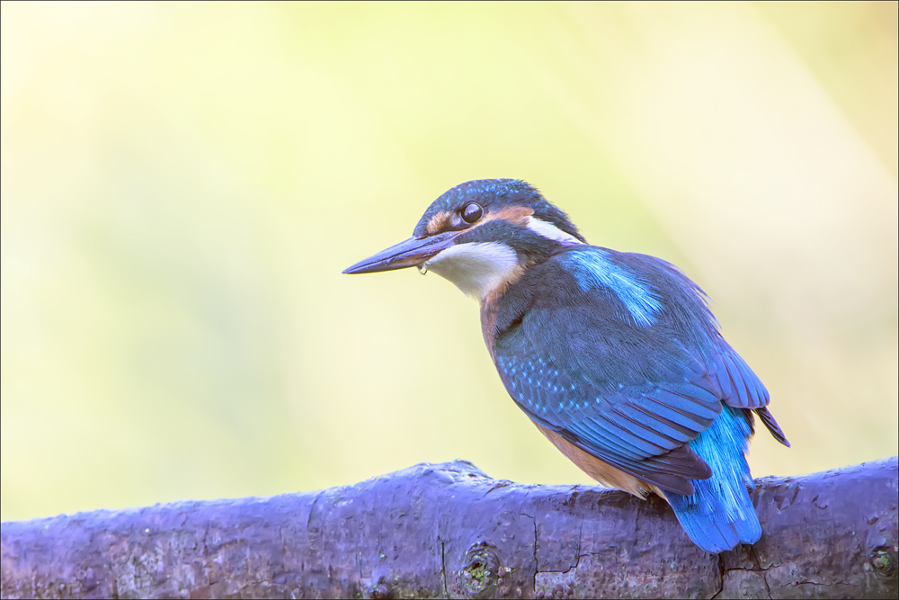 Eisvogel