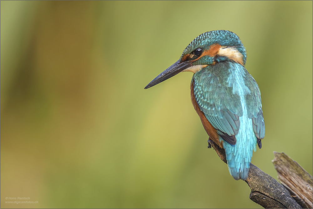 Eisvogel