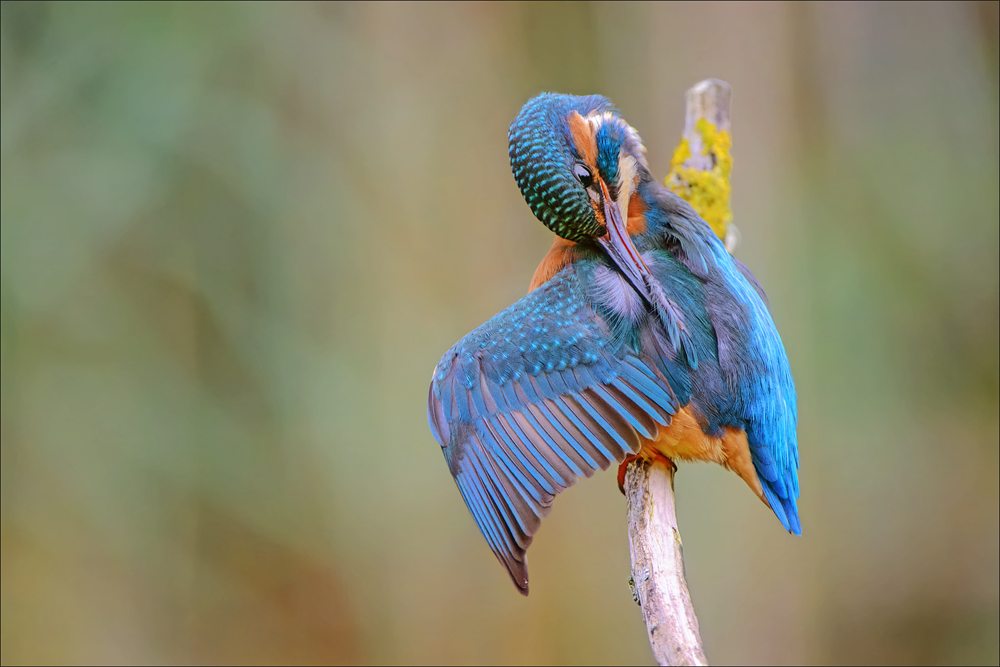 Eisvogel