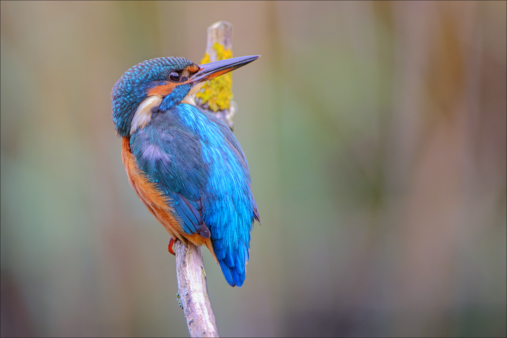 Eisvogel