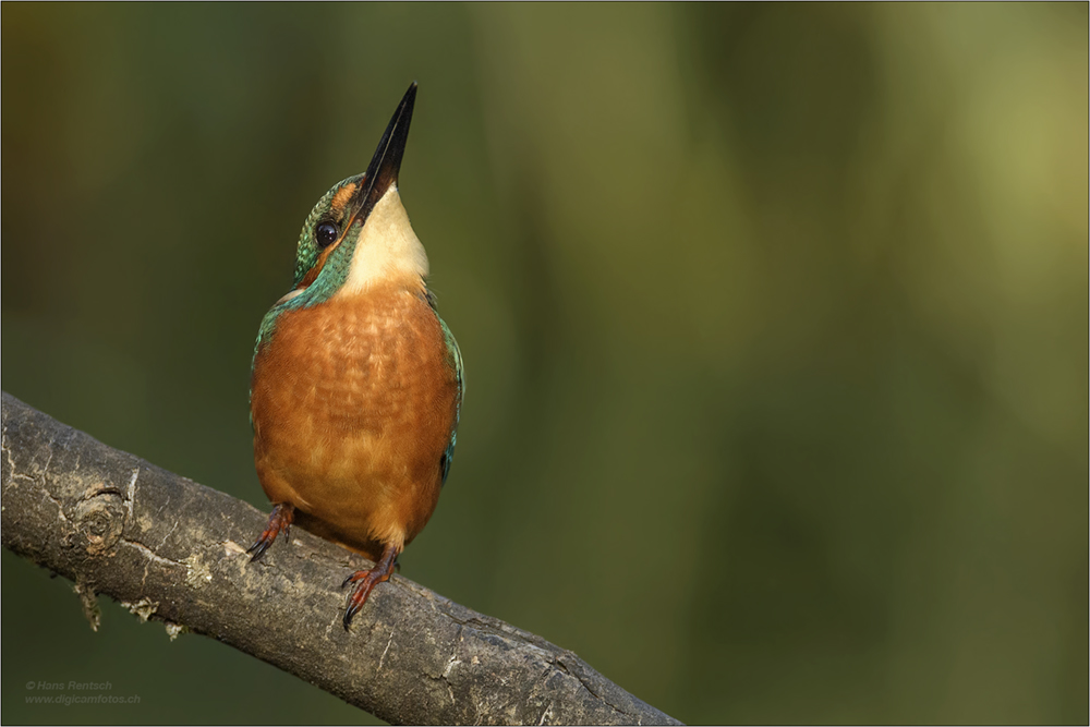 Eisvogel