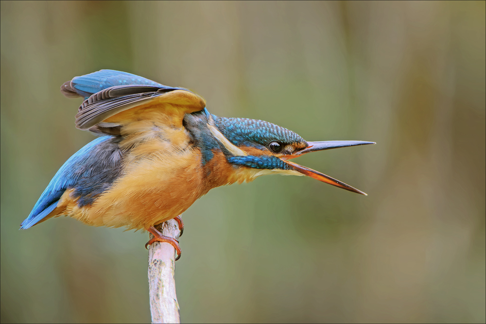 Eisvogel