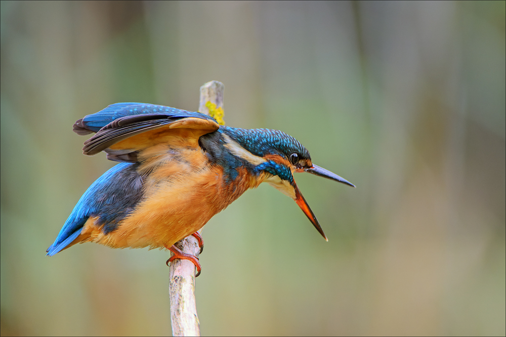 Eisvogel