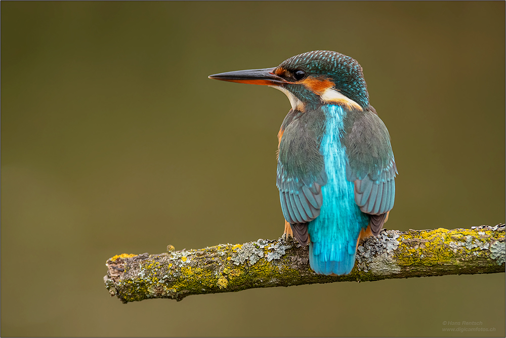 Eisvogel