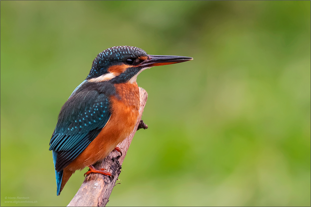 Eisvogel