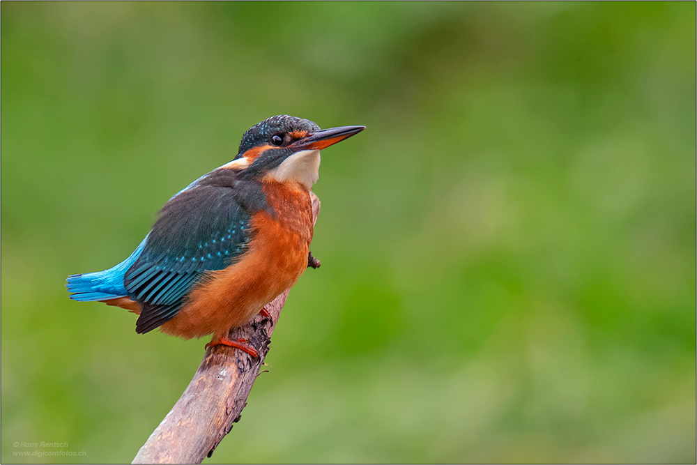 Eisvogel