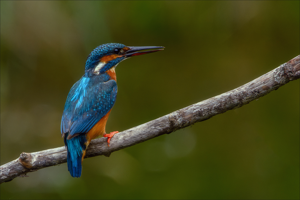 Eisvogel