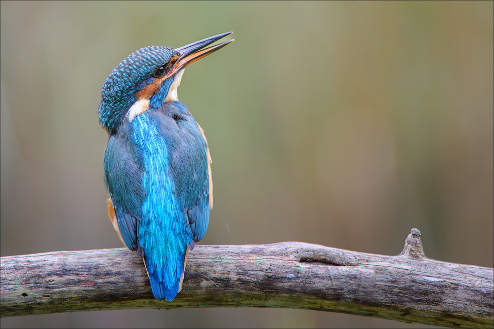 Eisvogel