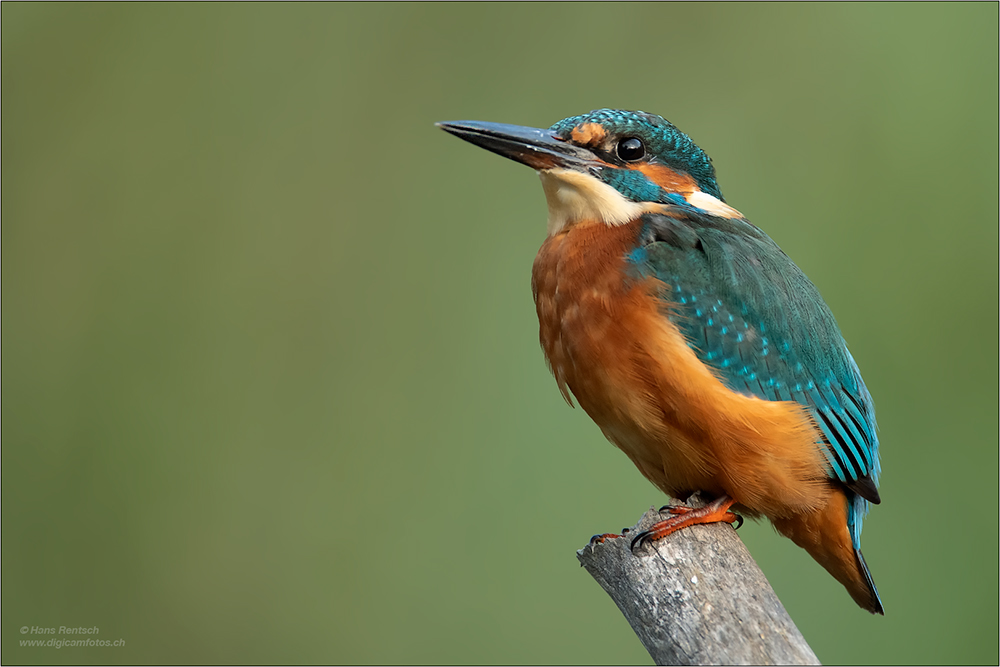 Eisvogel