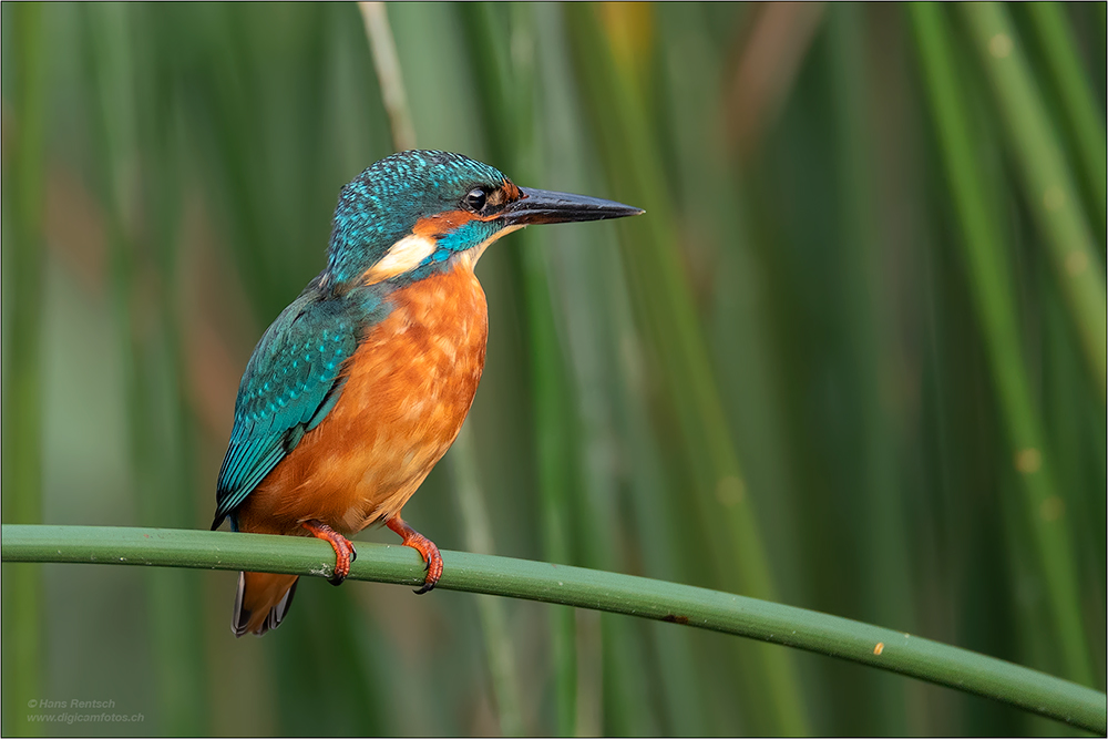 Eisvogel