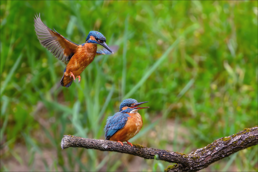 Eisvogel