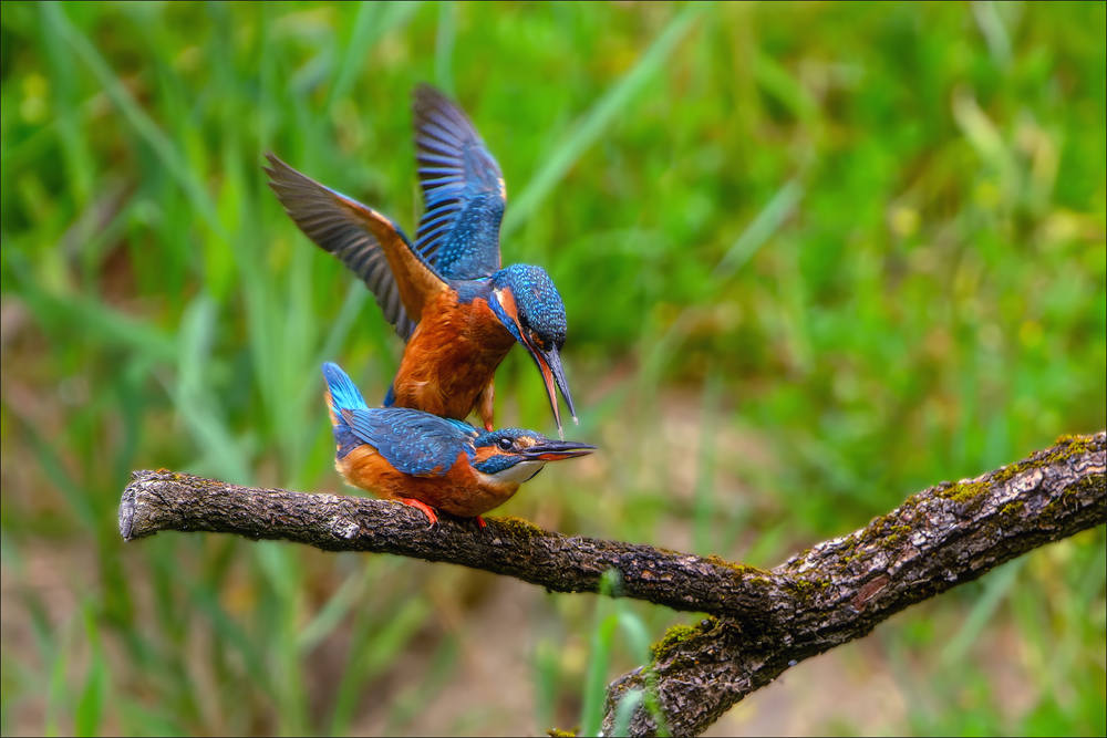 Eisvogel