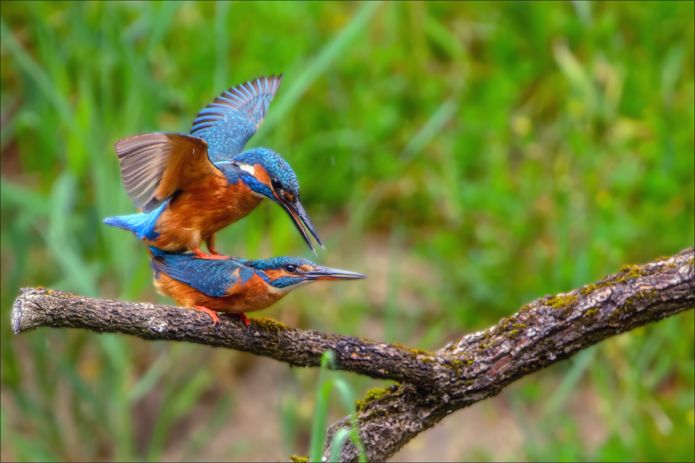 Eisvogel